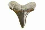 Fossil Shark (Cretoxyrhina) Tooth - Kansas #115690-1